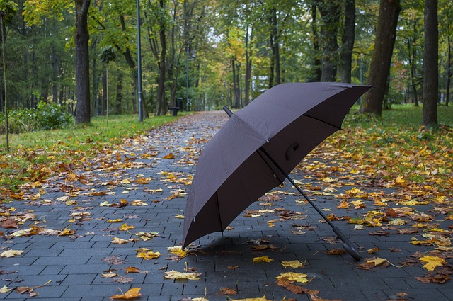 deštník v parku¨