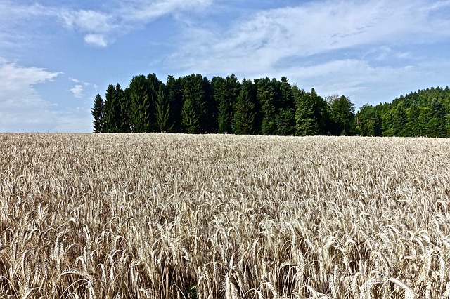 pšenice na poli.jpg